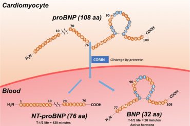 BNP, NT-proBNP, and proBNP