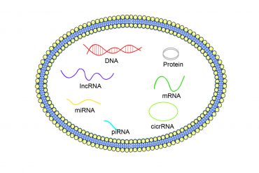 Exosome DNA & RNA Isolation