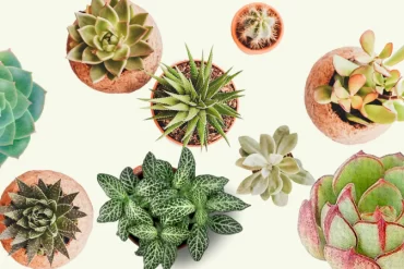 best fertilizer for plants