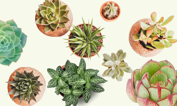 best fertilizer for plants
