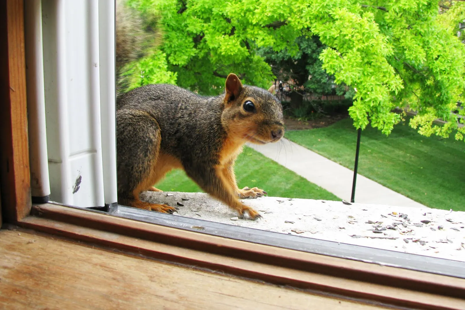 squirrel removal near me